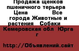 Продажа щенков пшеничного терьера › Цена ­ 30 000 - Все города Животные и растения » Собаки   . Кемеровская обл.,Юрга г.